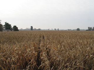 Property photo 2 - 40 Acres offered in 1 TractLand Auction